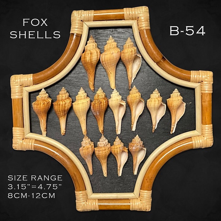 Fox Shells/B54 – 1.1 LB. (APPROX. 30 PCS) – $0.11/PIECE