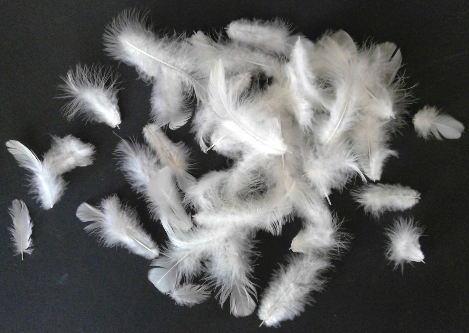 50 Natural Light Brahma Chicken Body Feathers Cruelty-Free USA Mostly White