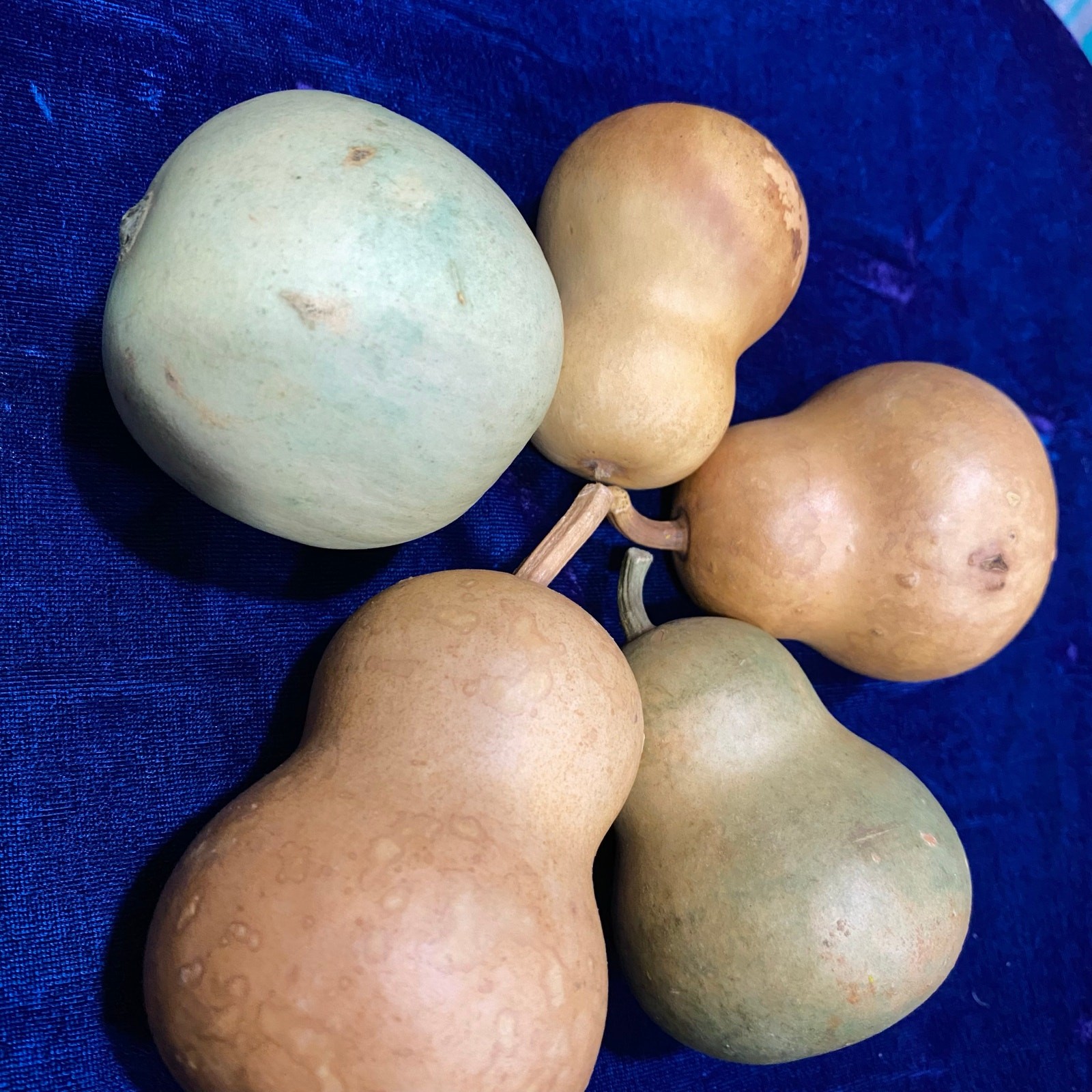 Lot of FIVE (5) Gourds Small Size Pear Shaped Round Dried Natural Color Clean