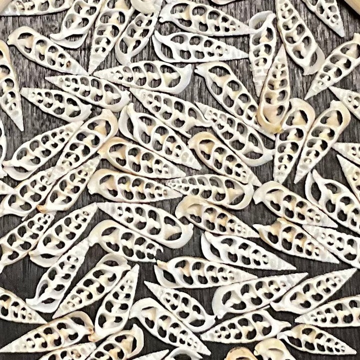 Center White Cerithium “Arrow”/B14 – 1.1 LB. (APPROX. 170 PCS) – $0.03/PIECE