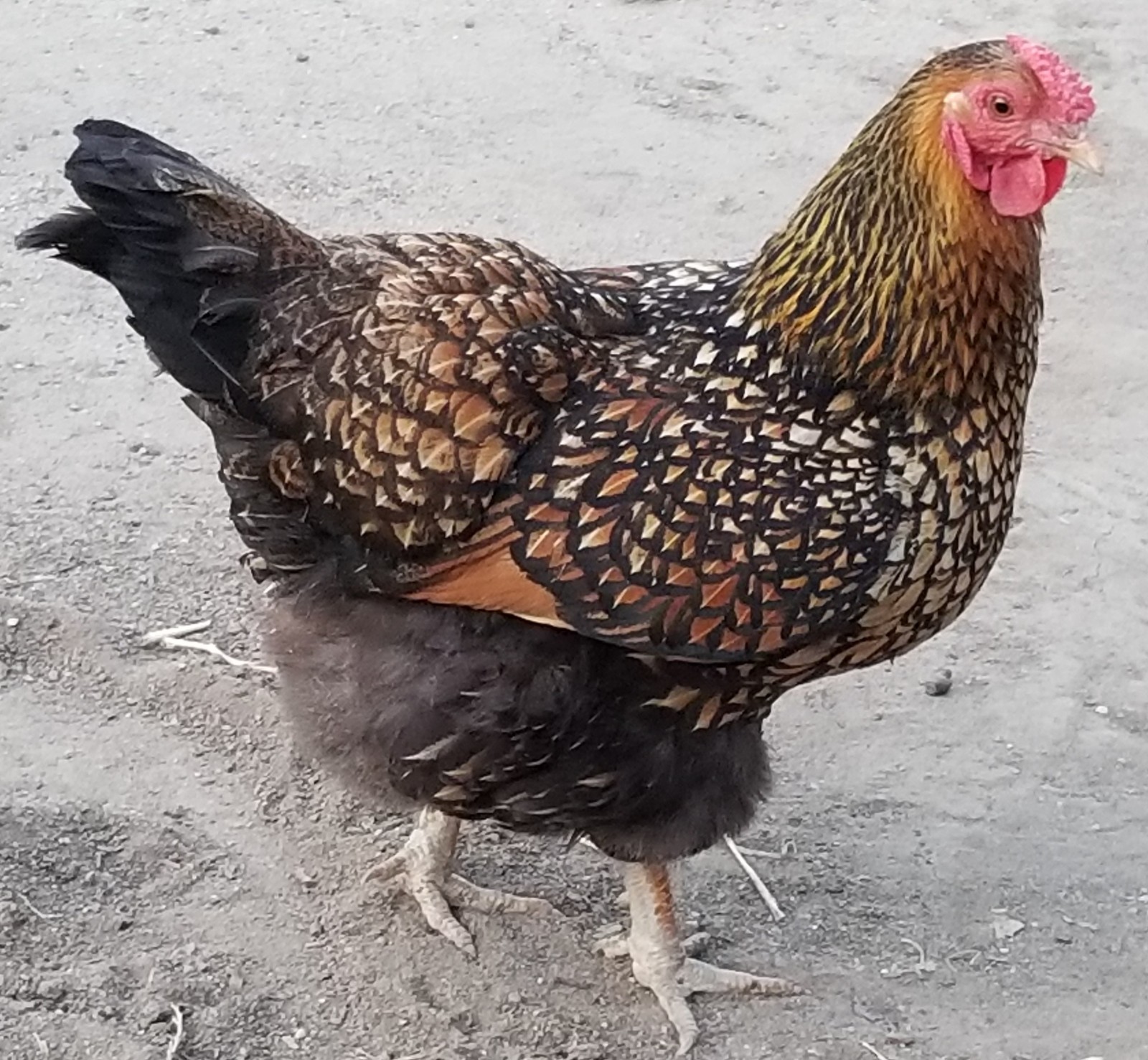 15 Solid Black Wyandotte Chicken Hen ~ 5 – 7+” Tail Feathers Cruelty-Free USA