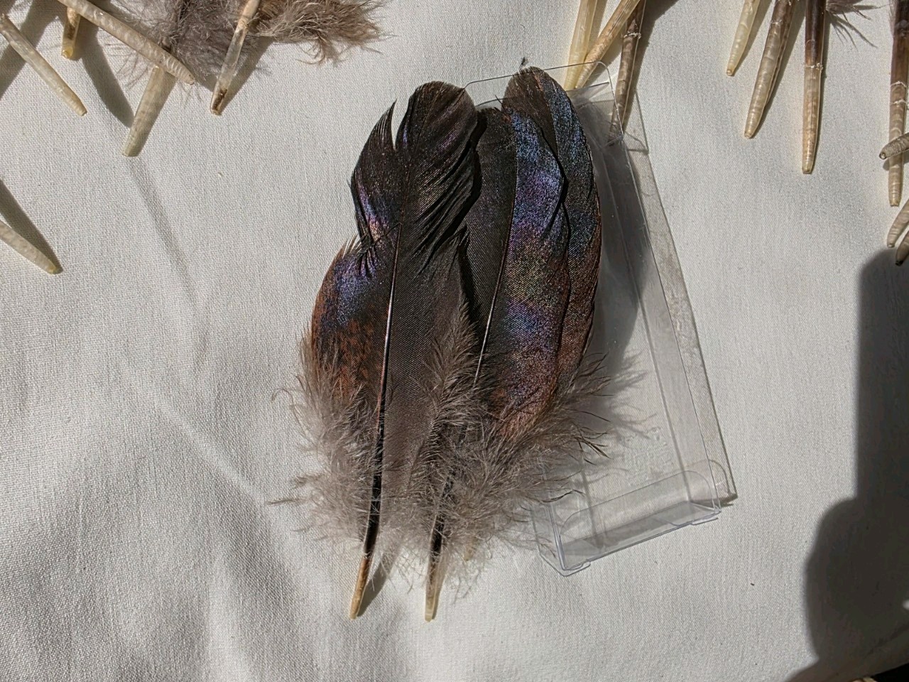 35 Chicken wing Feathers Fly Tying crafts cruelty-free B61