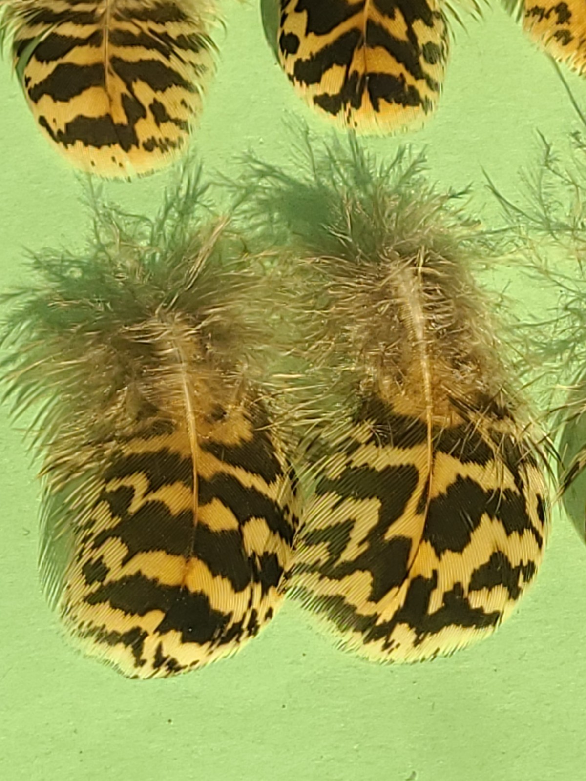12 Peacock Body Plumage Chinchilla Feather 1″-1 1/2″ Fly Tying cruelty-free B26