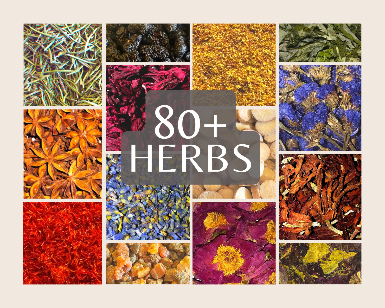 Globe Amaranth Flowers – Gomphrena globosa Dried Organic Apothecary Crafts Wicca