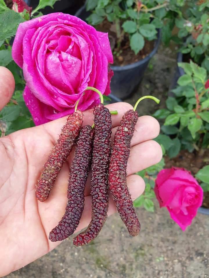 2 x “Mulberry” Himalayan Red cuttings From CYPRUS Island