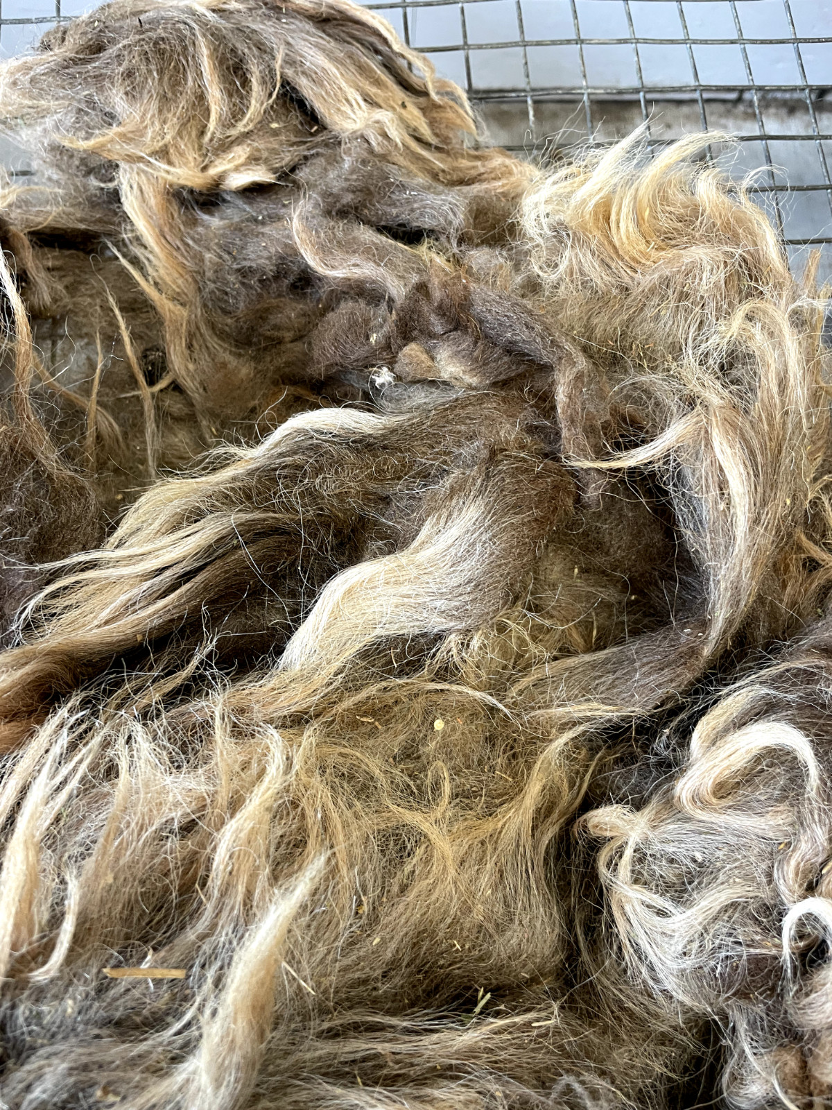 2+lbs Navajo Churro Sheep Wool fiber fleece spinning weaving felting locks hair