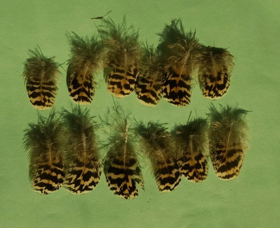 12 Peacock Body Plumage Chinchilla Feather 1″-1 1/2″ Fly Tying cruelty-free B26