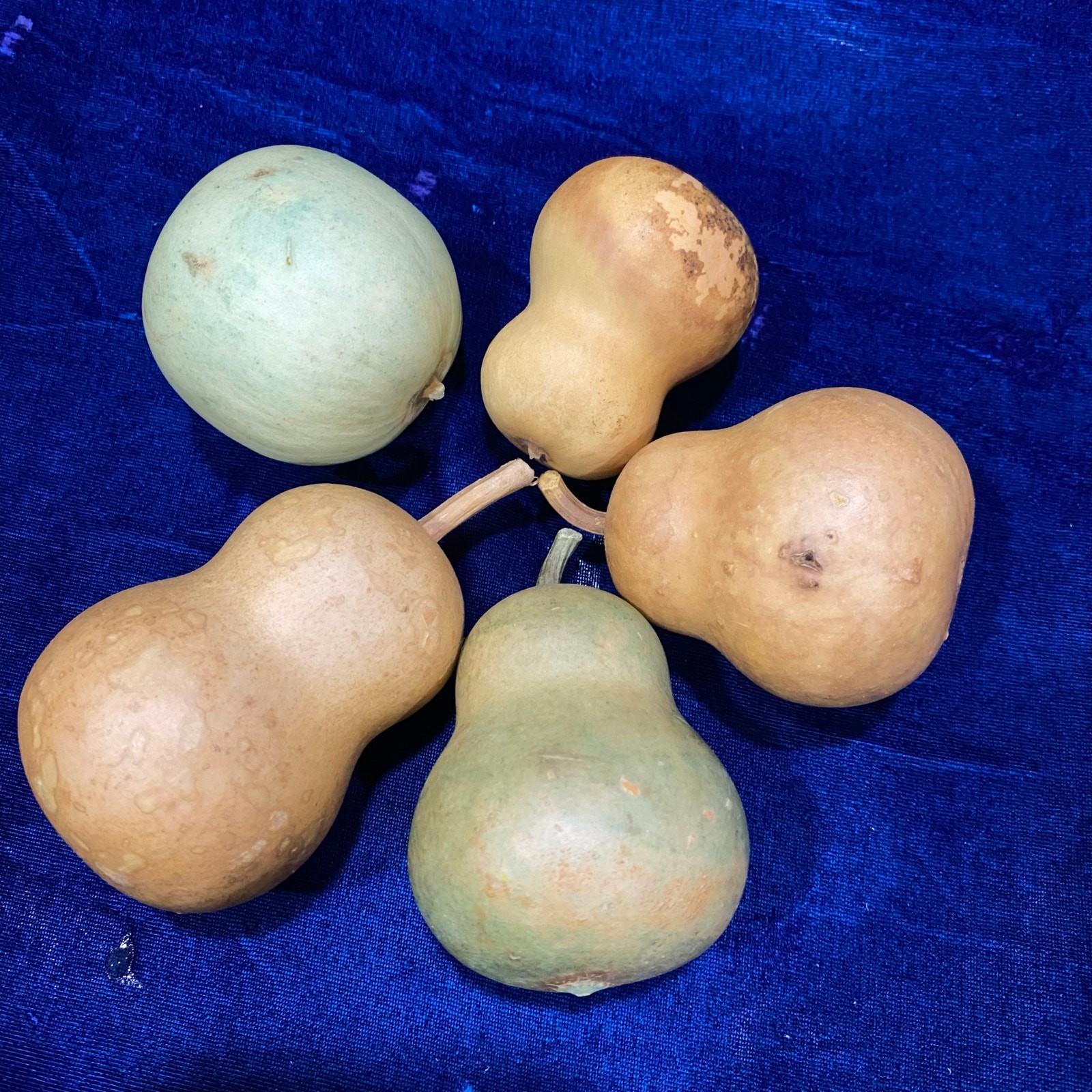 Lot of FIVE (5) Gourds Small Size Pear Shaped Round Dried Natural Color Clean