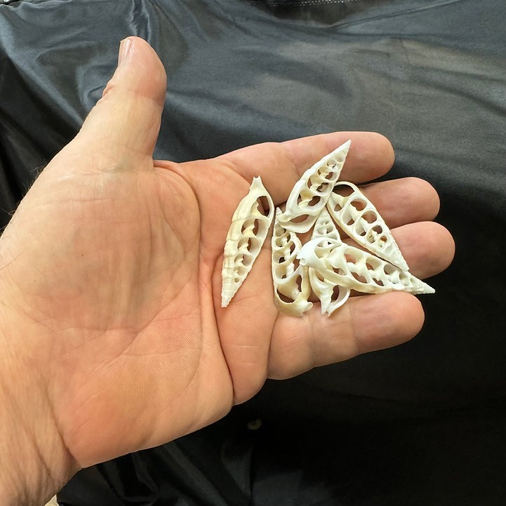 Center White Cerithium “Arrow”/B14 – 1.1 LB. (APPROX. 170 PCS) – $0.03/PIECE