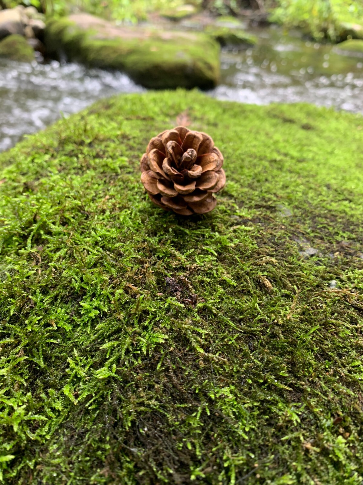 Pine Cones, Smaller, Red Pine, 50 count, Beautiful Brown Cones