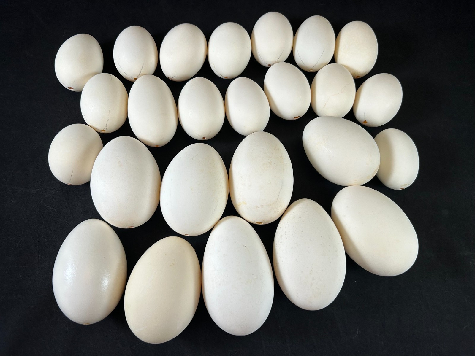 Mixed Lot of 25 Blown Out Goose & Chicken Eggs for Crafts 2.5″ to 4″