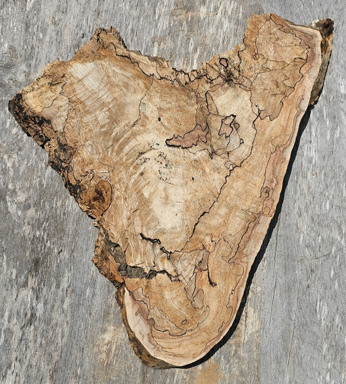 Natural Edge Ink Line Spalted Maple Slab