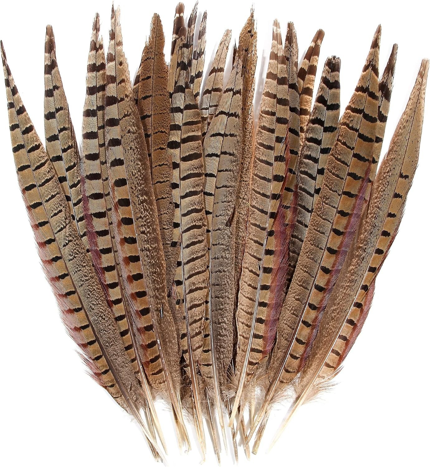 Genuine 14-16″ Male Pheasant Feathers (20pcs) – Cruelty-Free, Sanitize DIY Decor