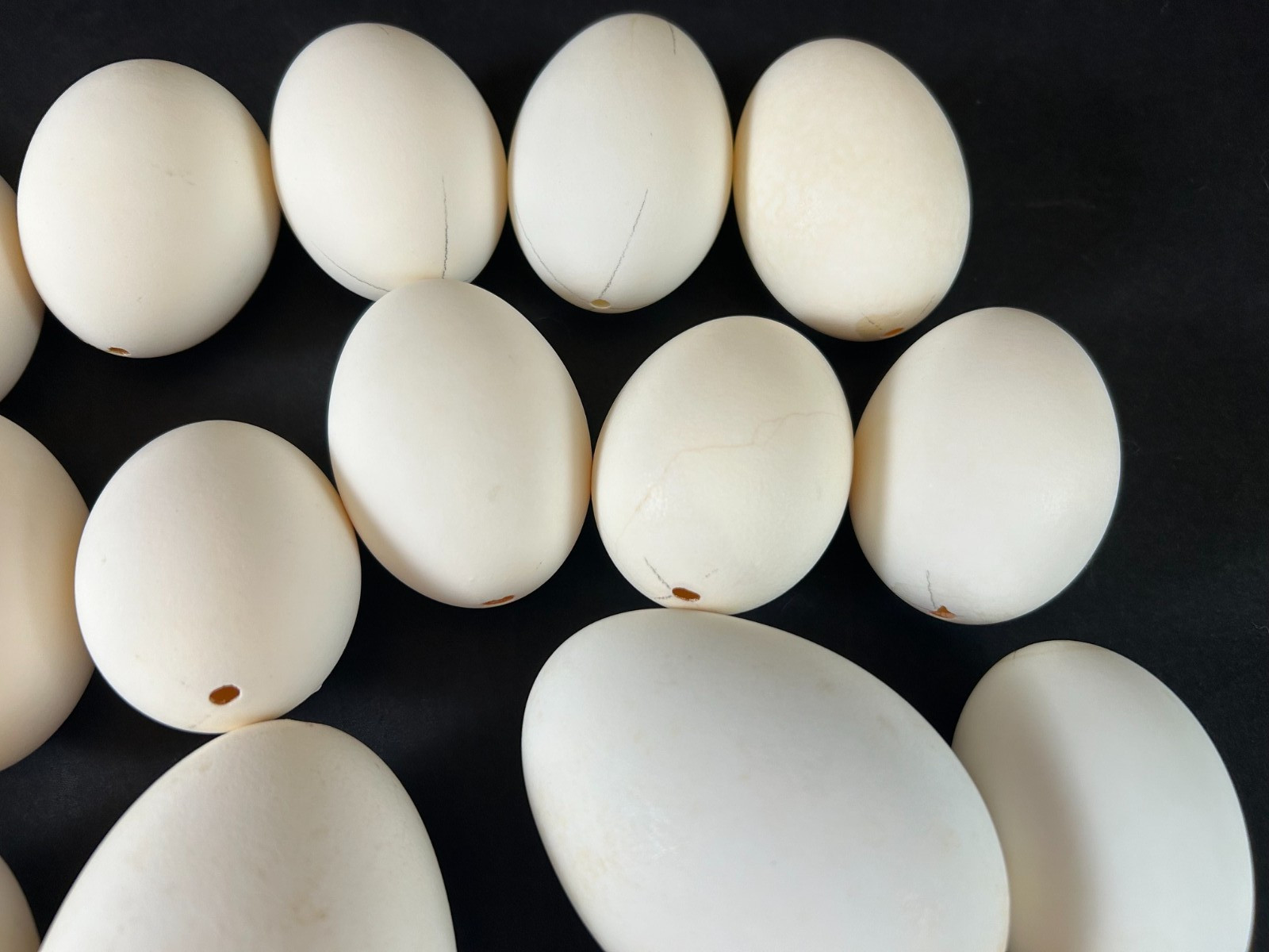 Mixed Lot of 25 Blown Out Goose & Chicken Eggs for Crafts 2.5″ to 4″