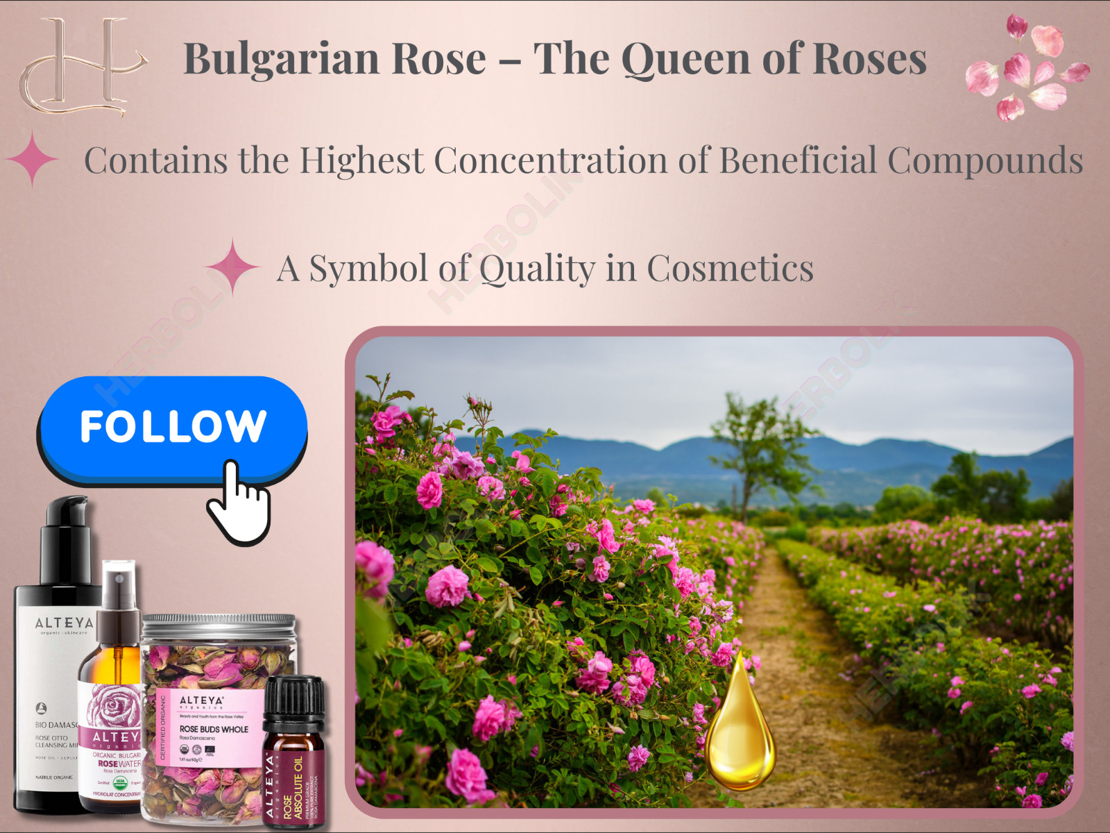 Alteya Bulgarian Rose Essential Oil – Rose Otto – Pure & Therapeutic