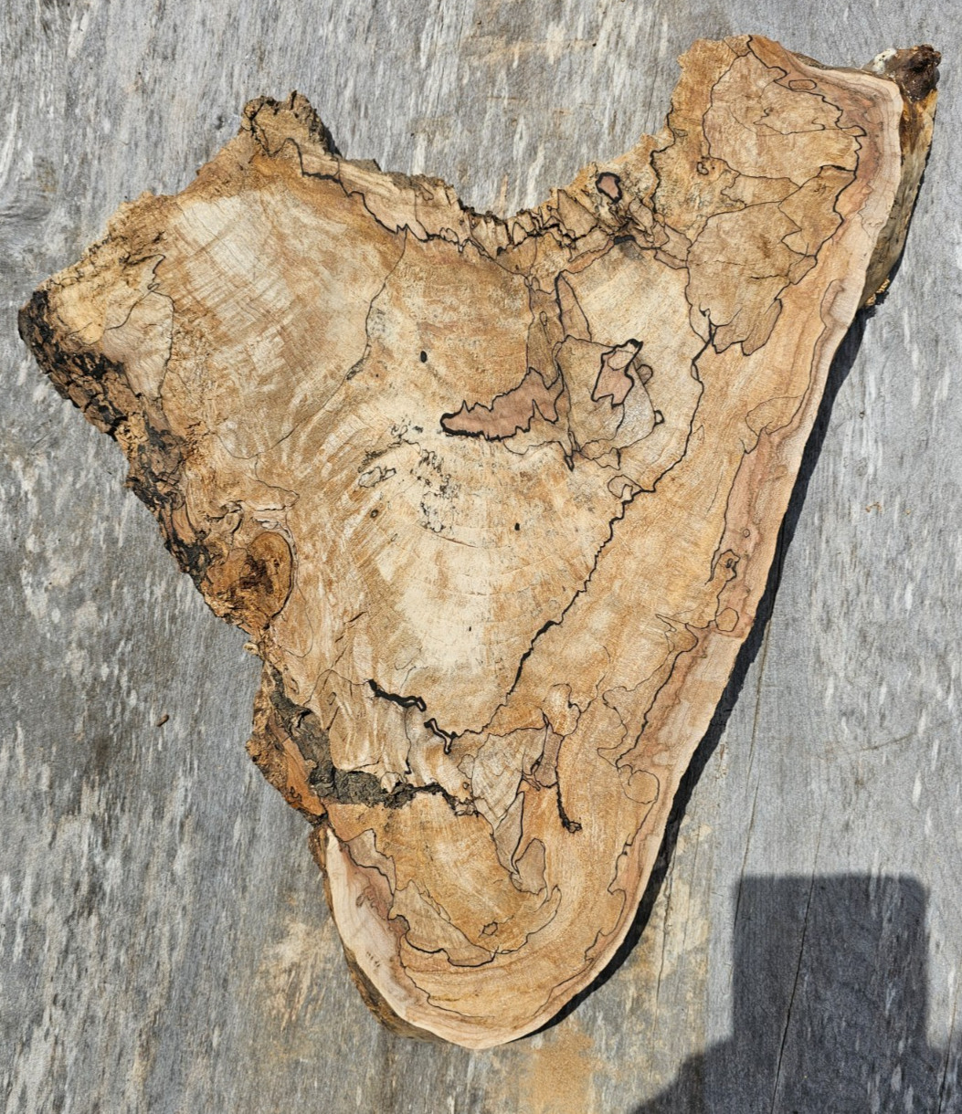 Natural Edge Ink Line Spalted Maple Slab