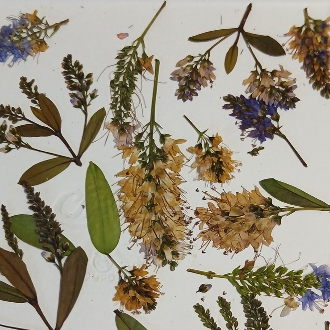 Pressed Dried Mixed Flowers & Leaves Assortment, Multiple Parts