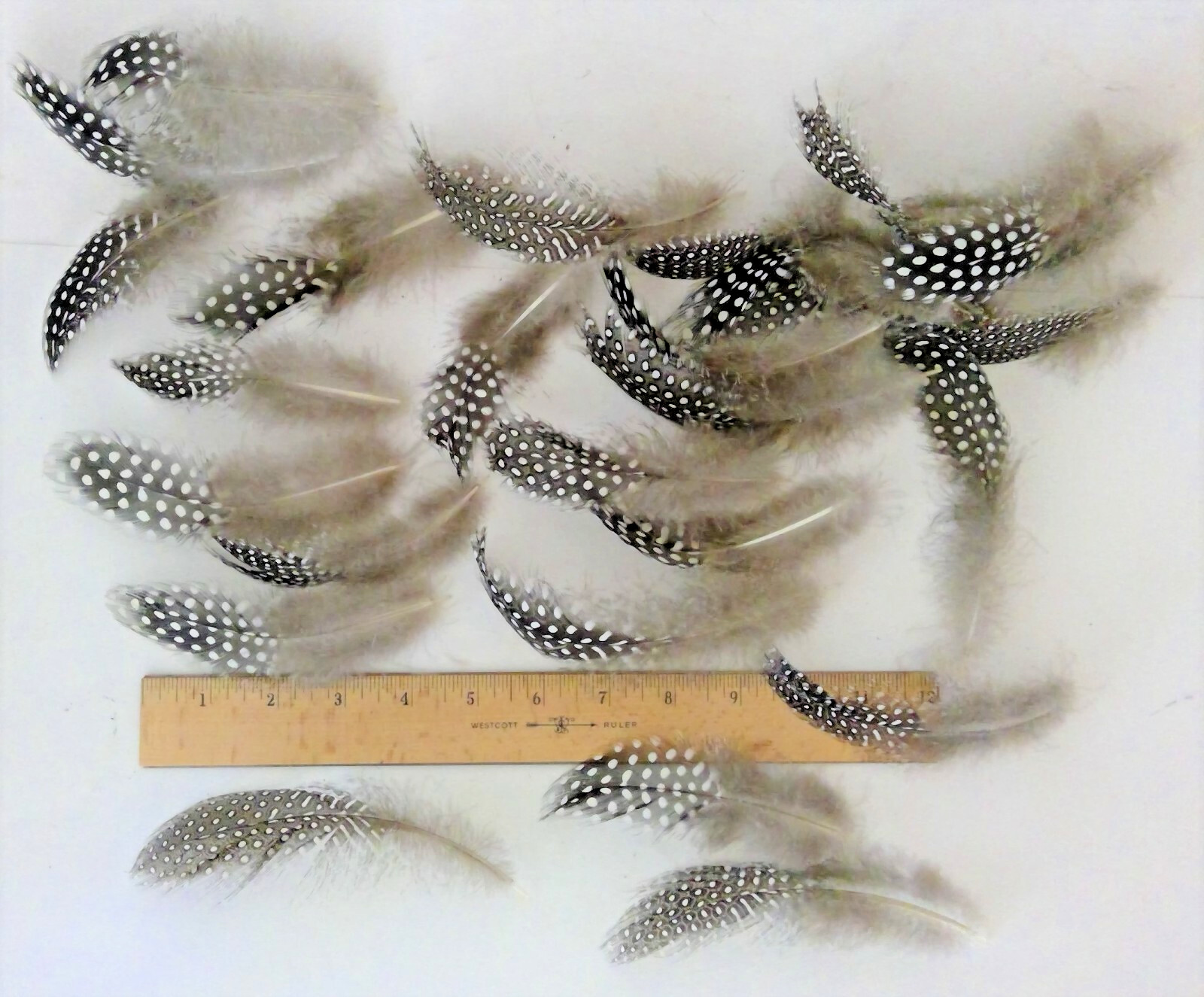 25 Natural Pearl Guinea Fowl Feathers ~4 to 6+ Inches Long Cruelty-Free USA