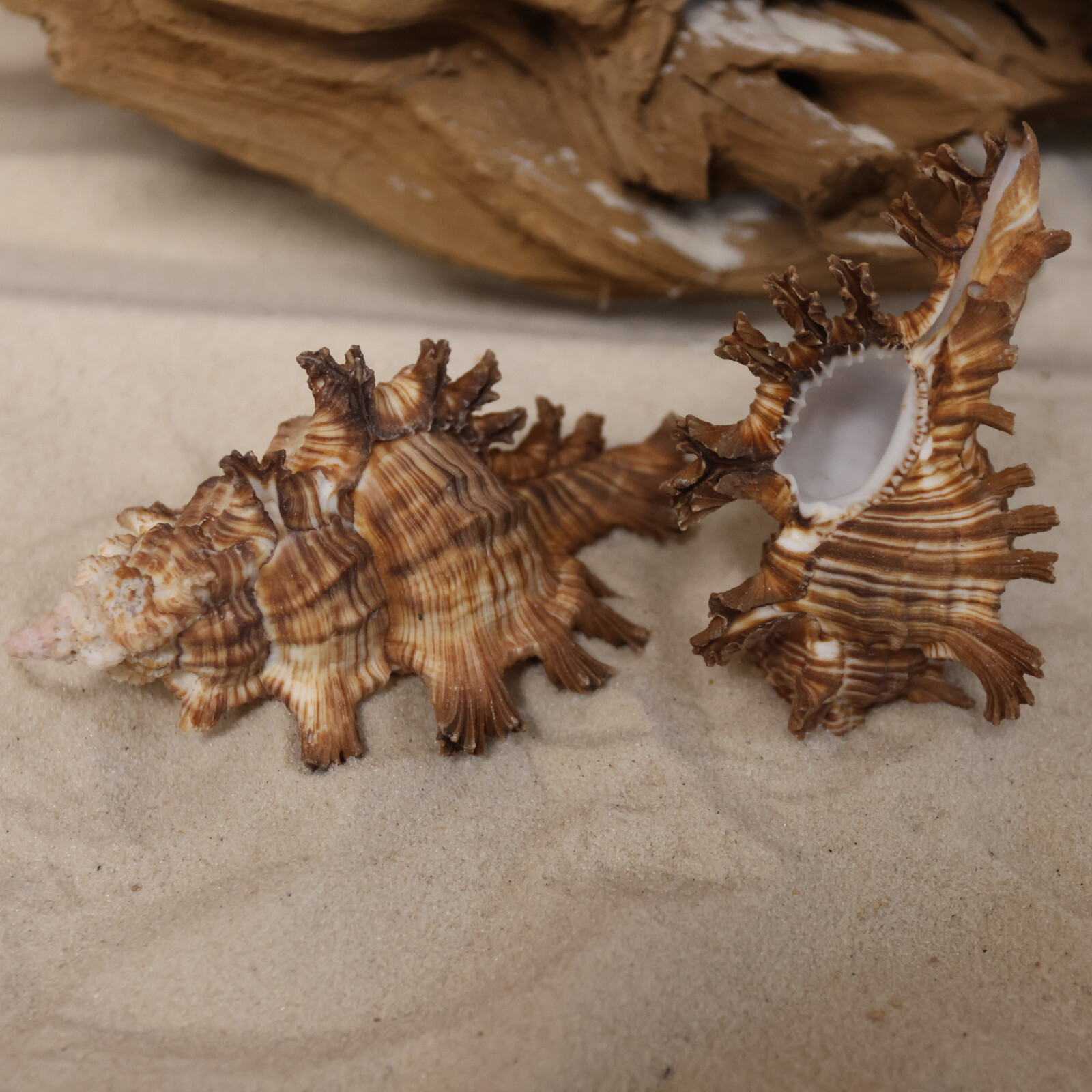MUREX PALMAROSA, Sailor Valentines, Upscale Seashells For Crafting SS-476