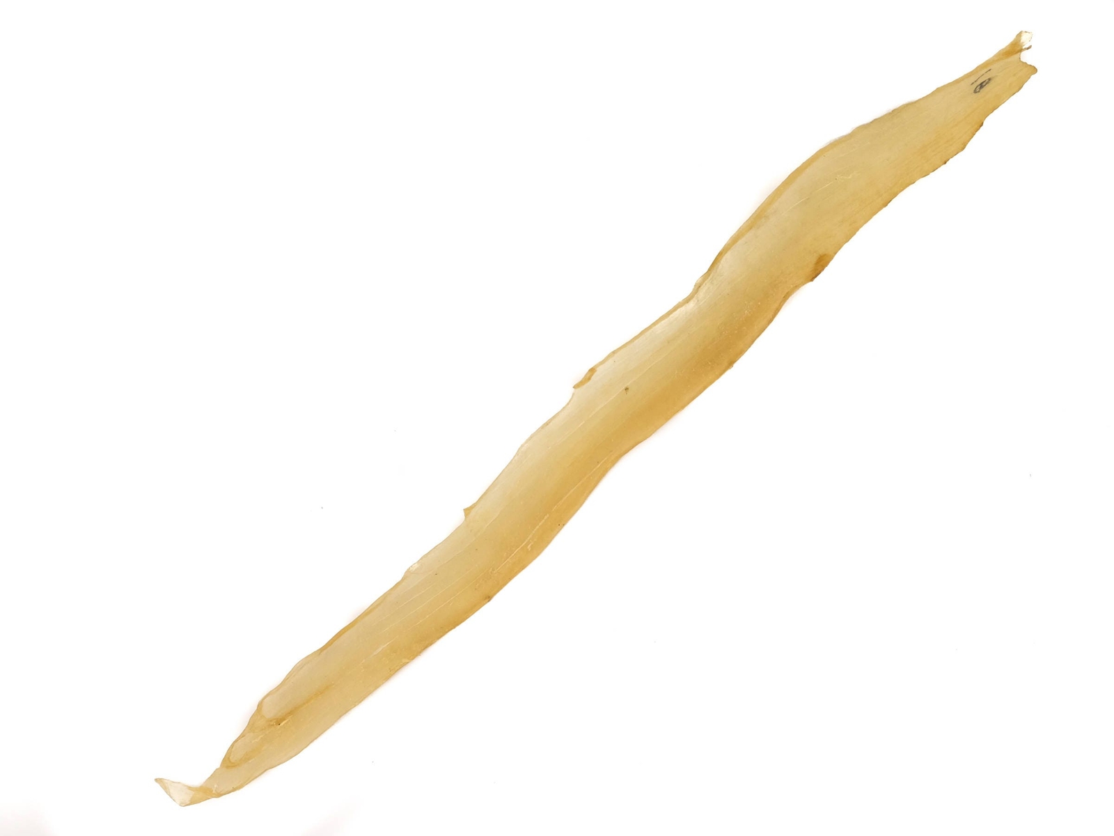 Deer Backstrap Sinew: Less than 19″ (287R-20) Y1G