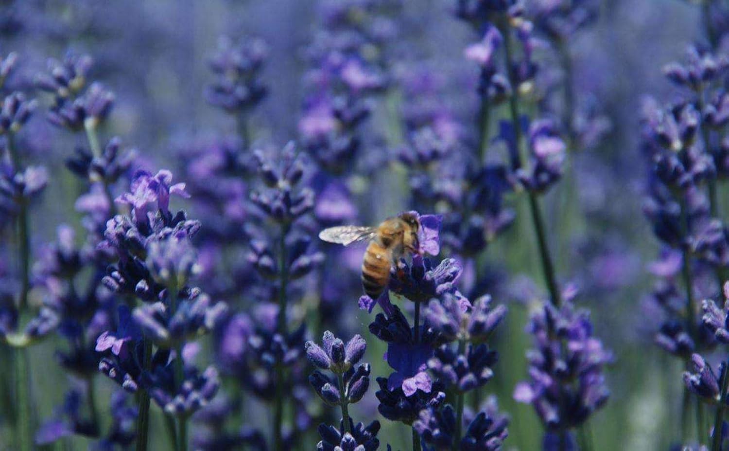 Lavender Flowers Dried Culinary Lavender Buds Food Grade 4 OZ Buy Now