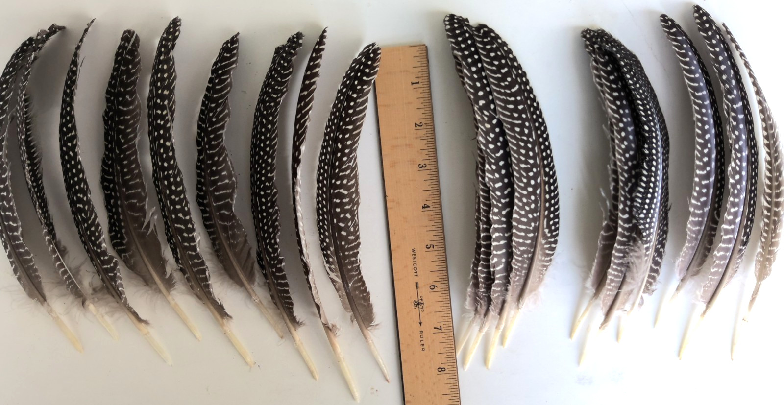 Lot of 19 Pearl Guinea Fowl Wing Tail Quill Feathers 7″ – 9″ Cruelty-Free USA #2