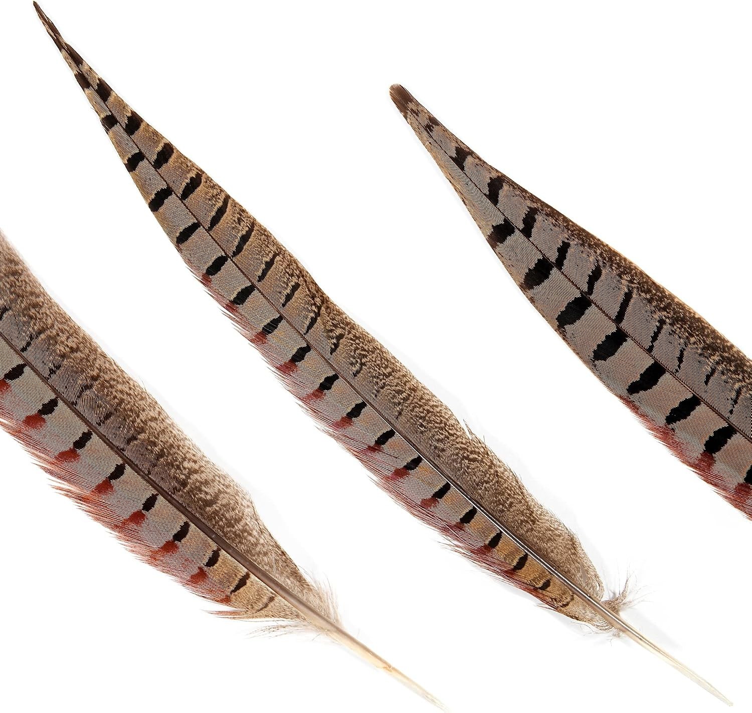 Genuine 14-16″ Male Pheasant Feathers (20pcs) – Cruelty-Free, Sanitize DIY Decor
