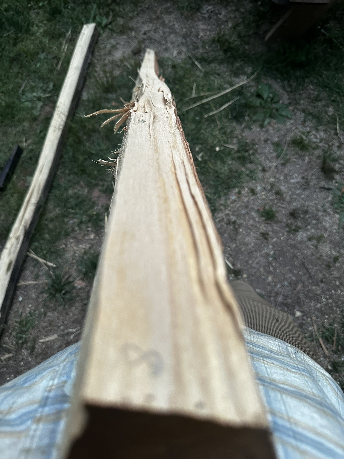Premium Grade, Aged And Cured Black Locust Bow Staves