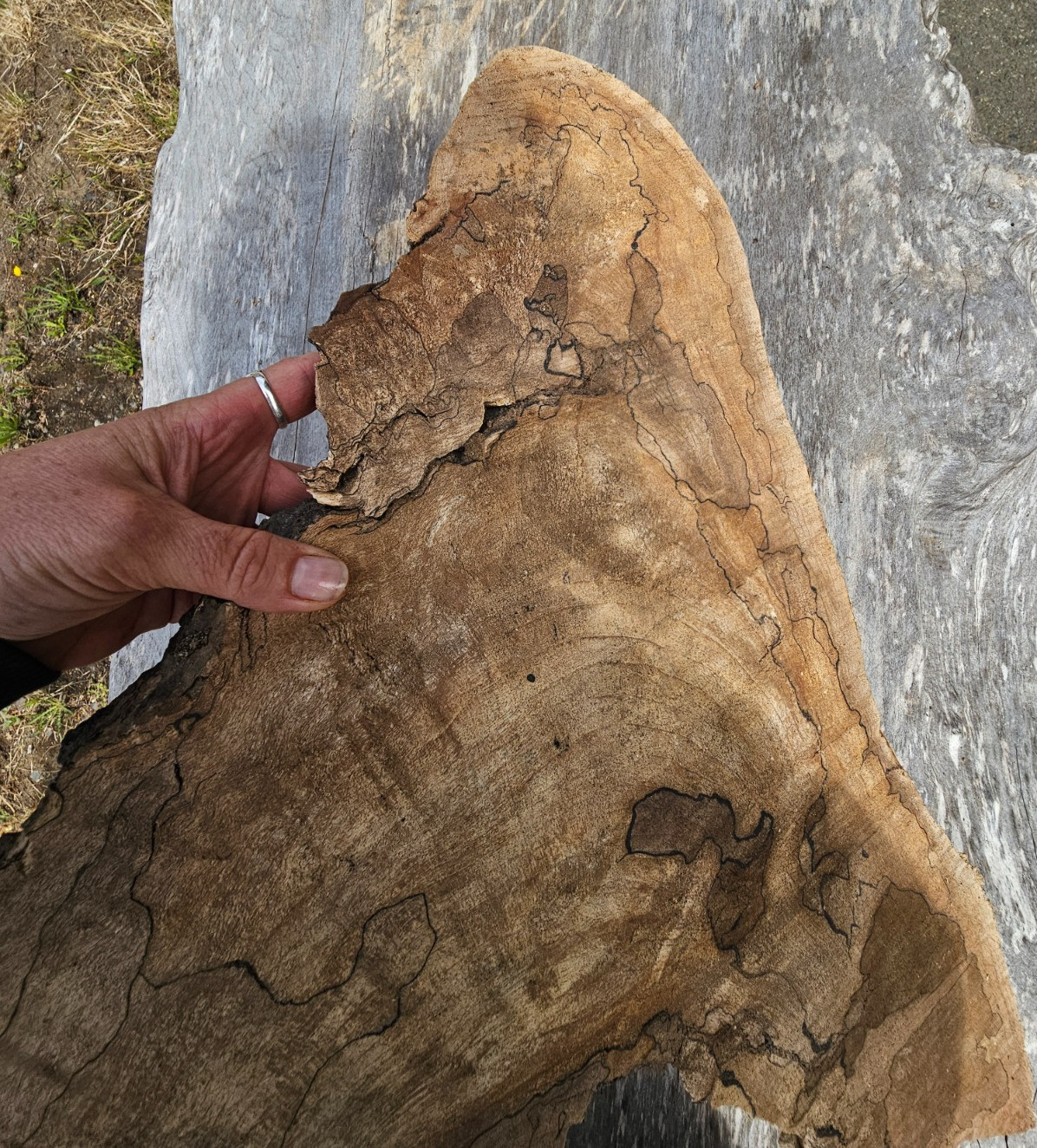 Natural Edge Ink Line Spalted Maple Slab