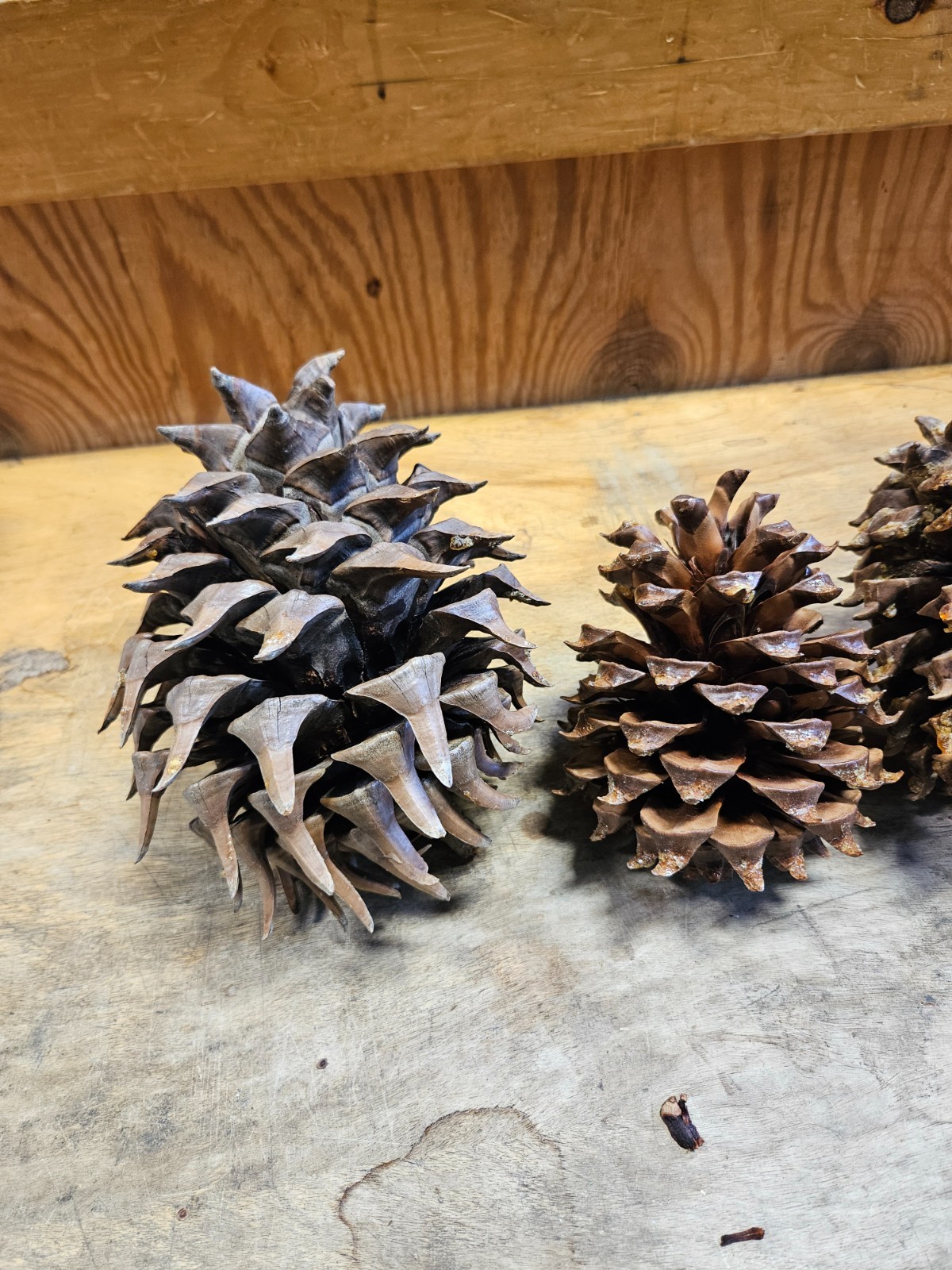 5 Gray Pine Cones, Pinus sabiniana, Digger Pine, California Foothills Pine