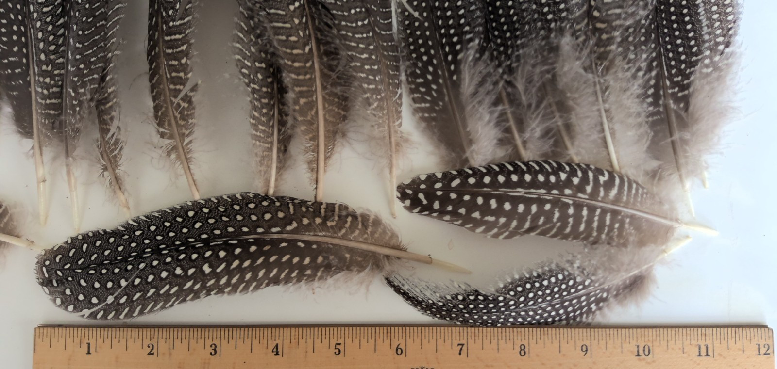 Lot of 29 Pearl Guinea Fowl Wing Tail Quill Feathers ~ 5″ – 7″ Cruelty-Free USA