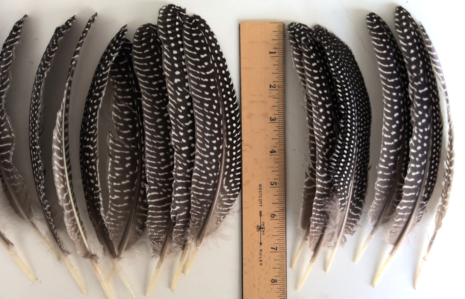 Lot of 19 Pearl Guinea Fowl Wing Tail Quill Feathers 7″ – 9″ Cruelty-Free USA #2