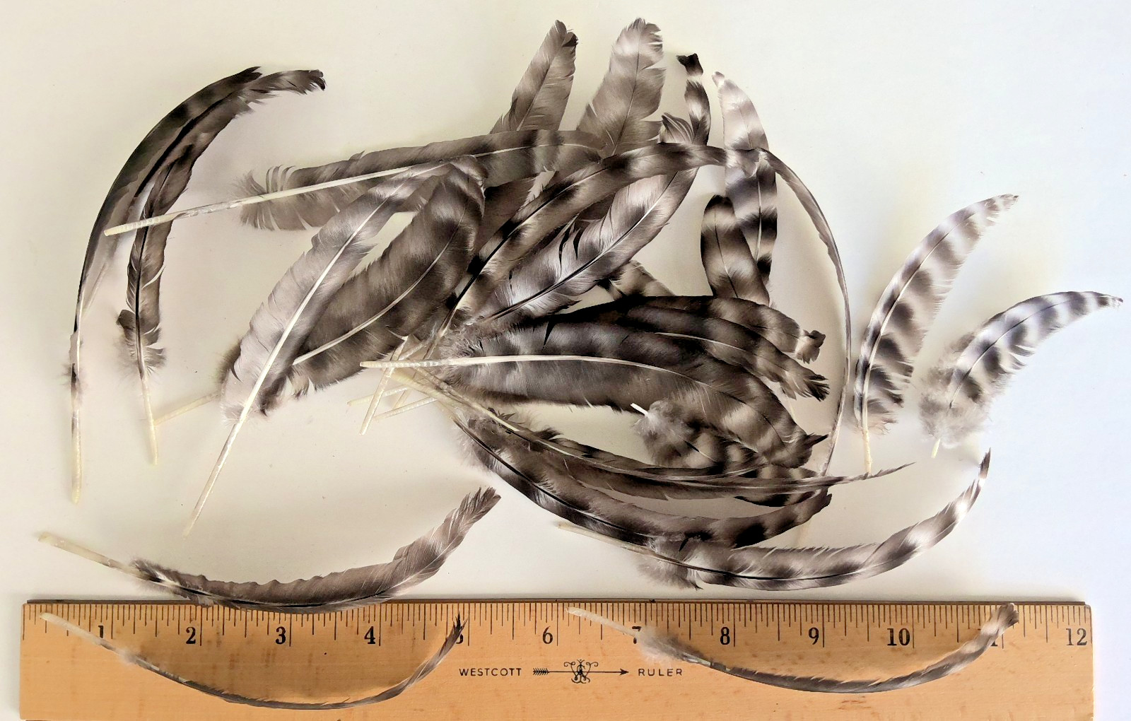 25 Barred Rock Hen Chicken Quill Feathers Black/White Striped Cruelty-Free USA