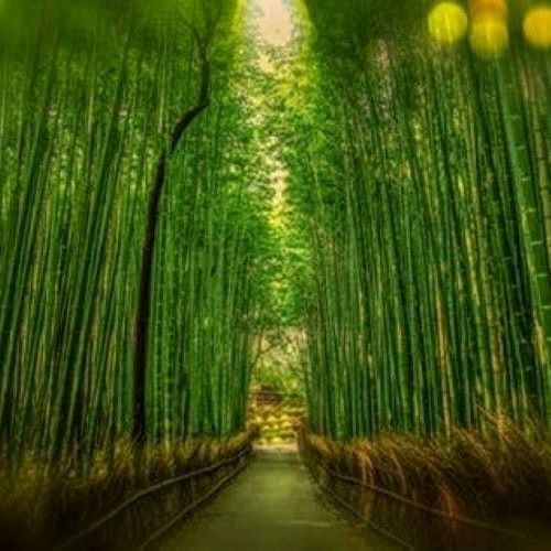 BAMBOO + WHITE GRAPEFRUIT – Fragrance Oil for Crafts= Candle, Soap, Lotion, Bath