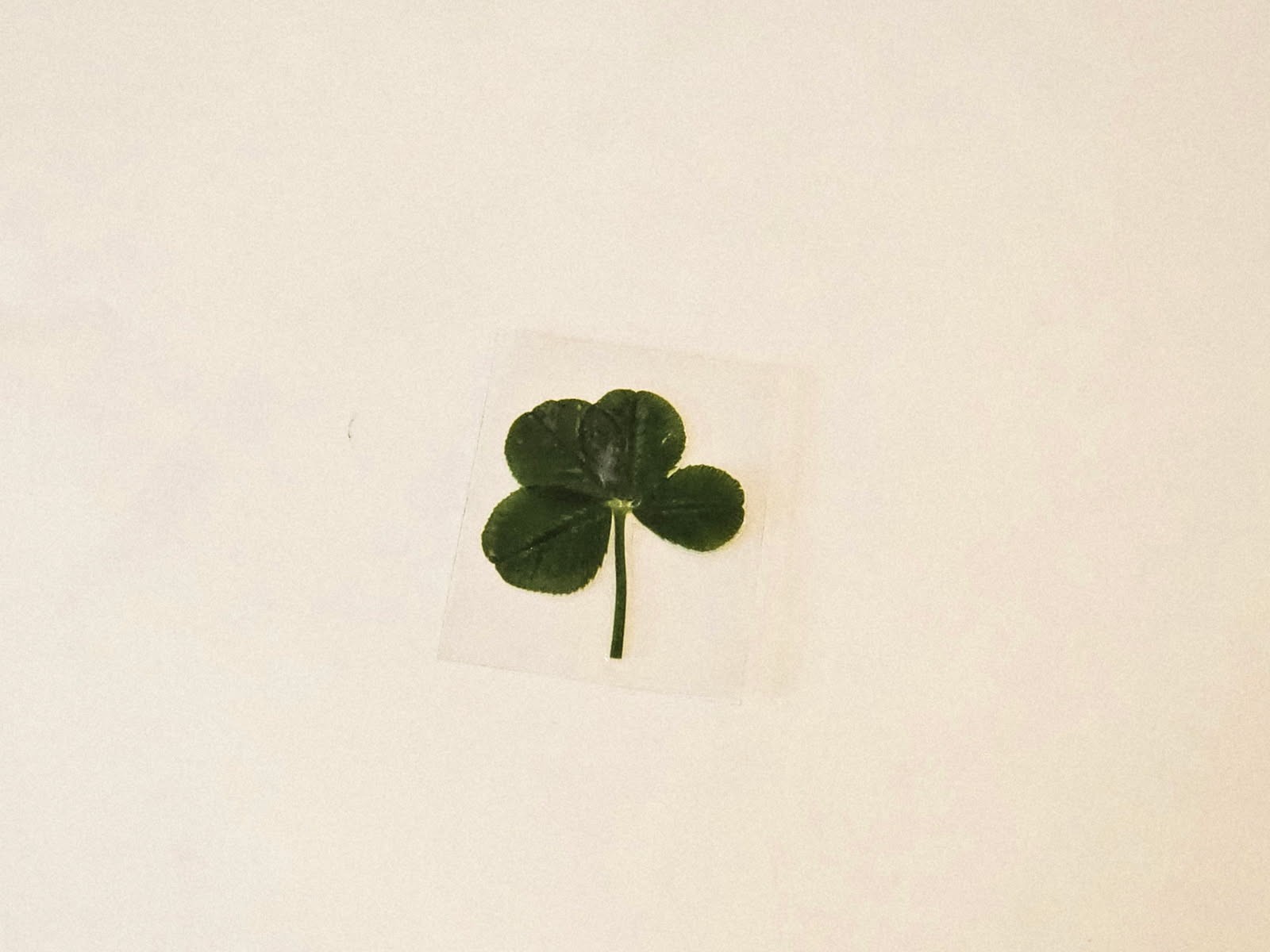 Real Four Leaf Clover Laminated For Good Luck