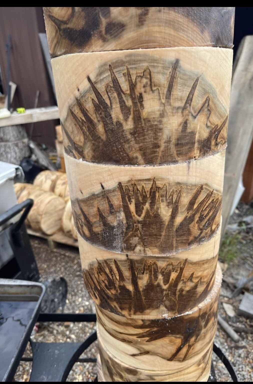 1 Pc. Premium Ambrosia Maple turning pc 8” x 4″ CLEAN!!!