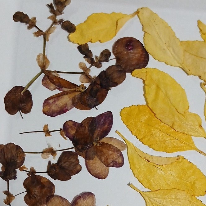Dried Mixed Flowers, Pods & Leaves Assortment, Multiple Parts, Craft Use