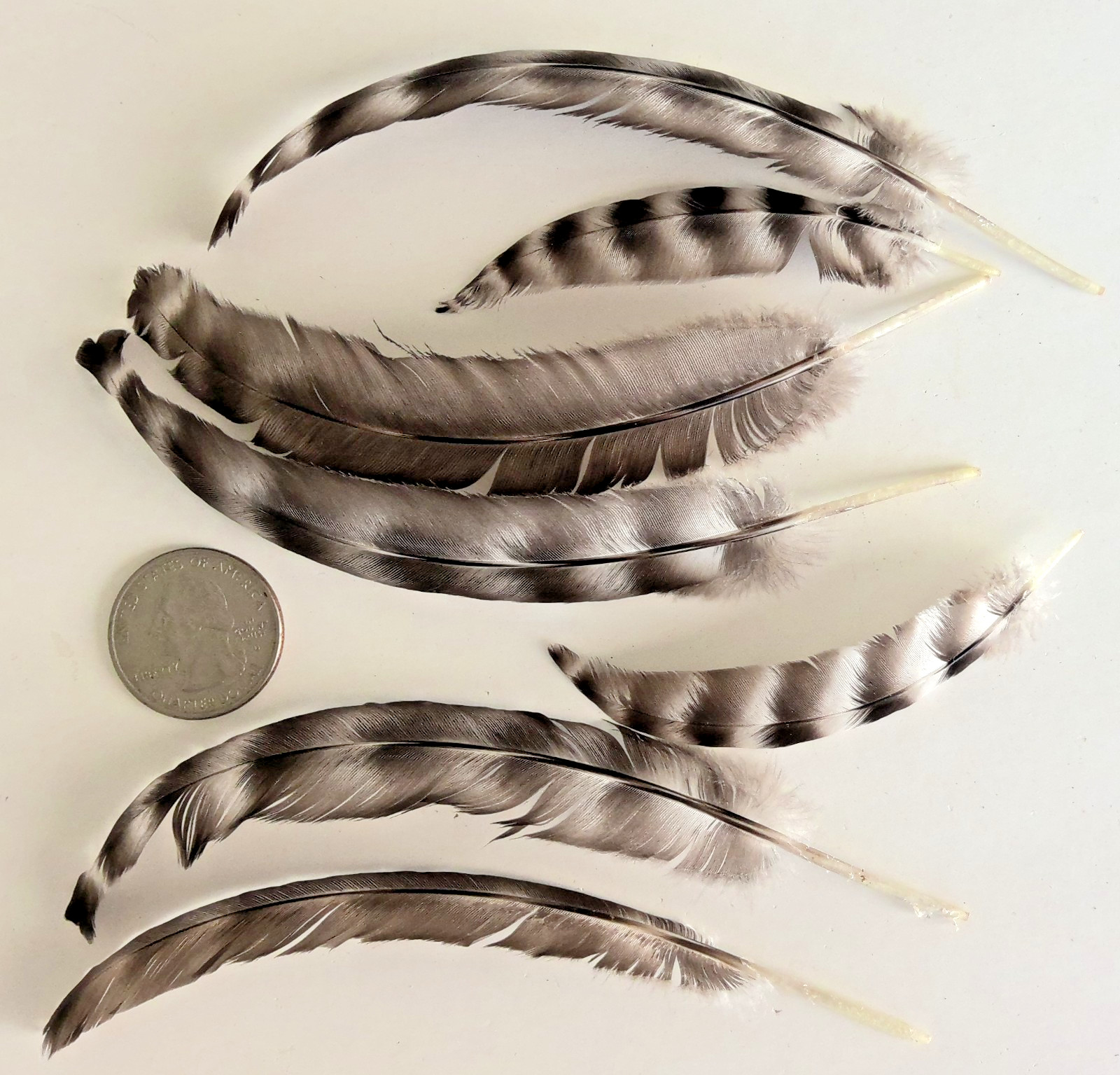 25 Barred Rock Hen Chicken Quill Feathers Black/White Striped Cruelty-Free USA