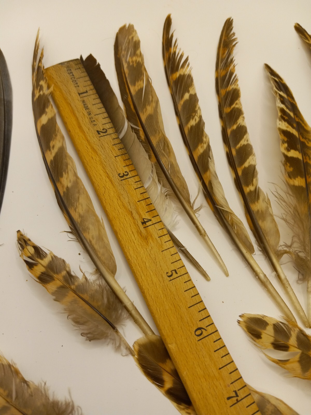cruelty free found PHEASANT and other Natural Feathers