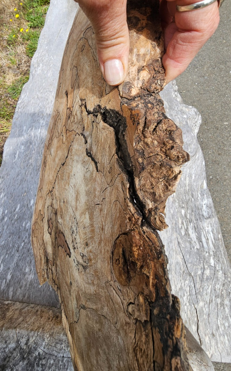 Natural Edge Ink Line Spalted Maple Slab