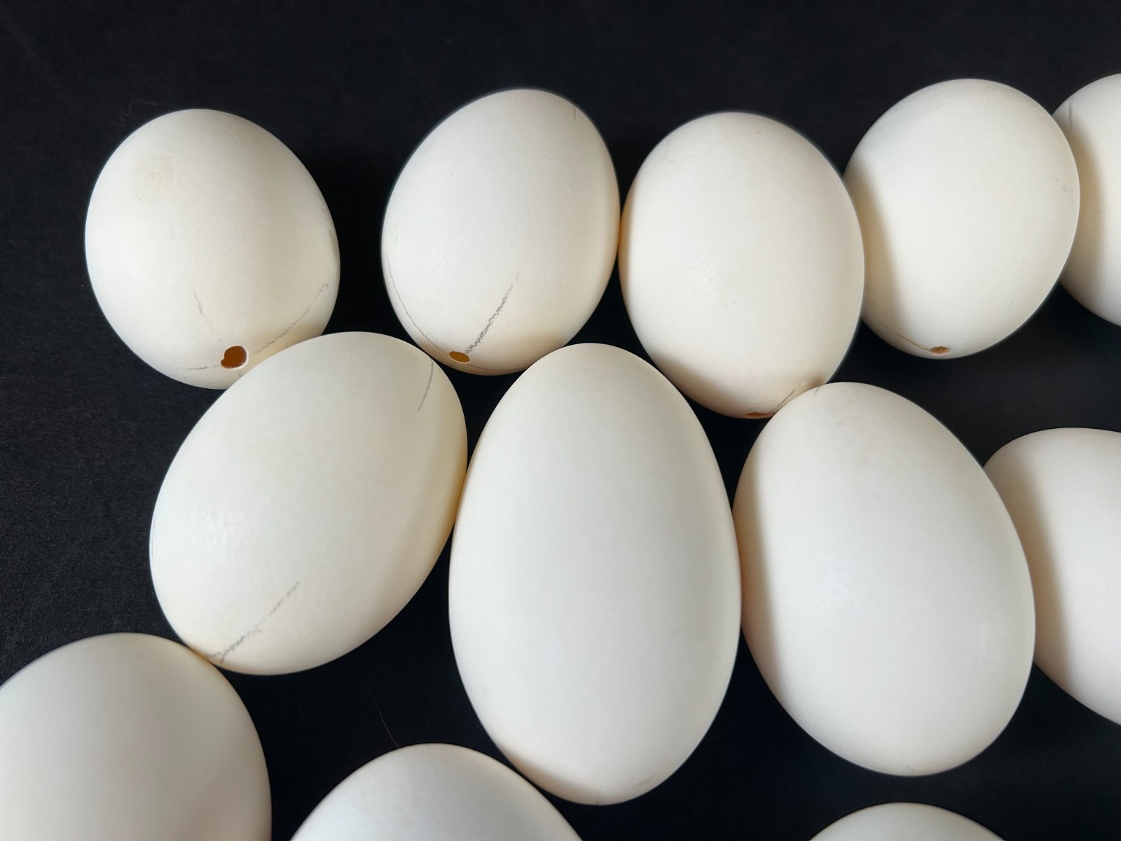 Mixed Lot of 25 Blown Out Goose & Chicken Eggs for Crafts 2.5″ to 4″