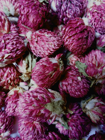 Globe Amaranth Flowers – Gomphrena globosa Dried Organic Apothecary Crafts Wicca