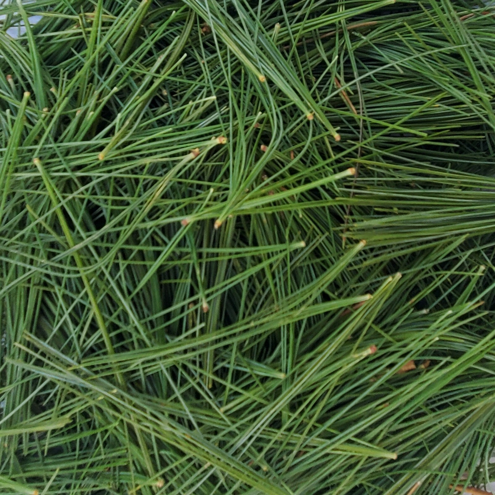 Fresh Eastern White Pine Needles 6″x9″ Bag Cooking Teas Tinctures Free Shipping