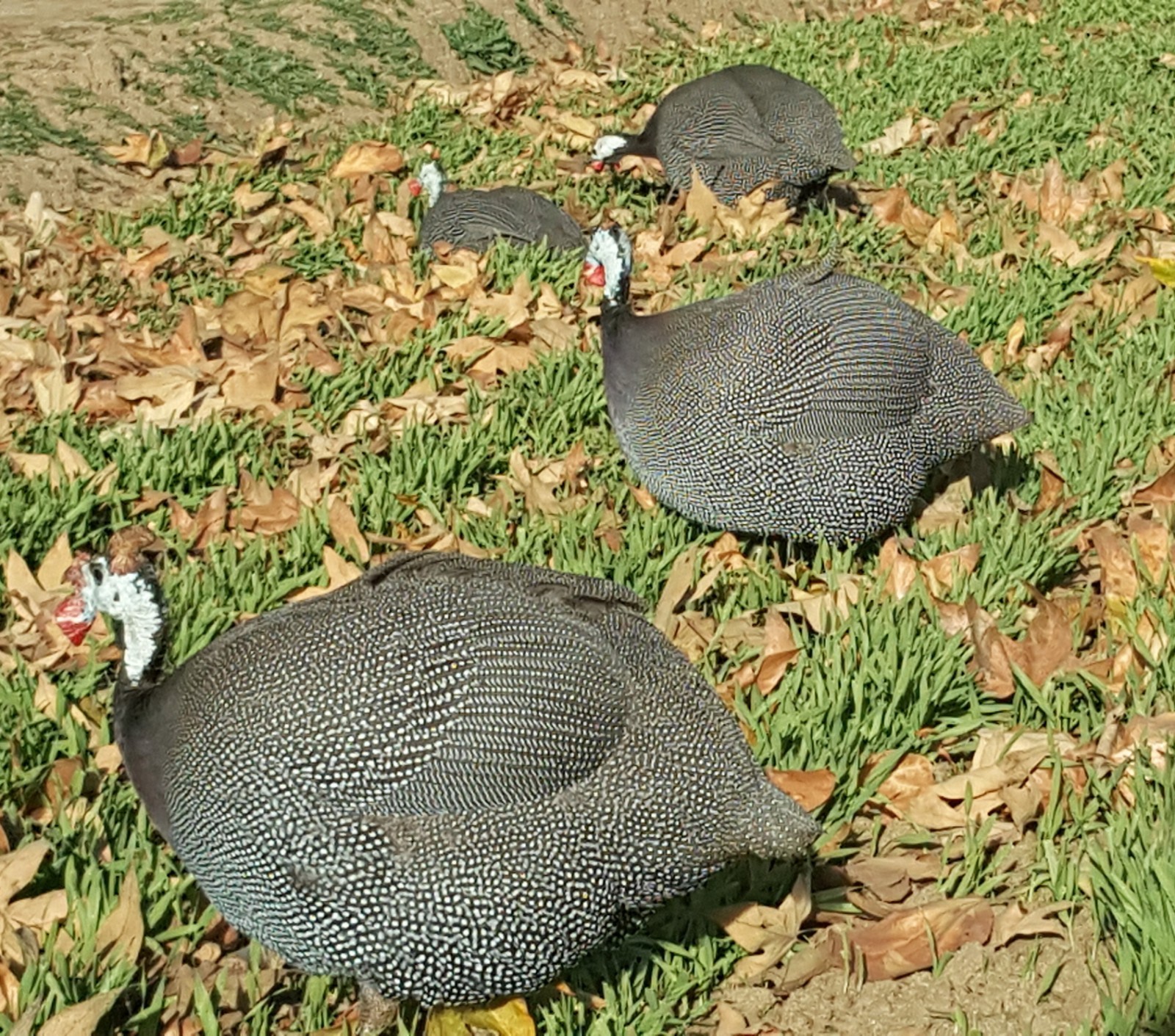 Lot of 29 Pearl Guinea Fowl Wing Tail Quill Feathers ~ 5″ – 7″ Cruelty-Free USA