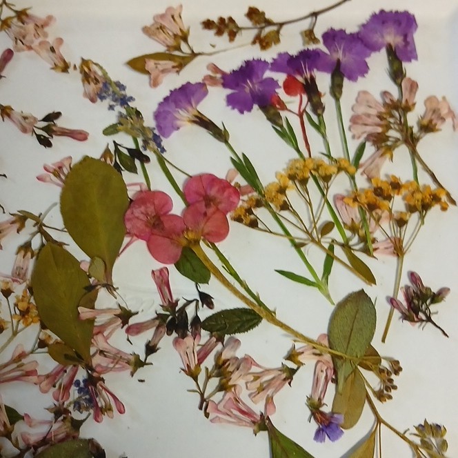 Pressed Dried Mixed Flowers & Leaves Assortment, Multiple Parts, Craft Mix