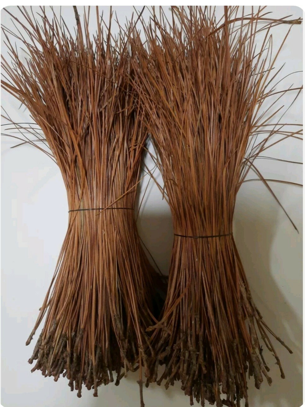 2Lbs Longleaf Pine Needle Bundles (10 to 12 inches)