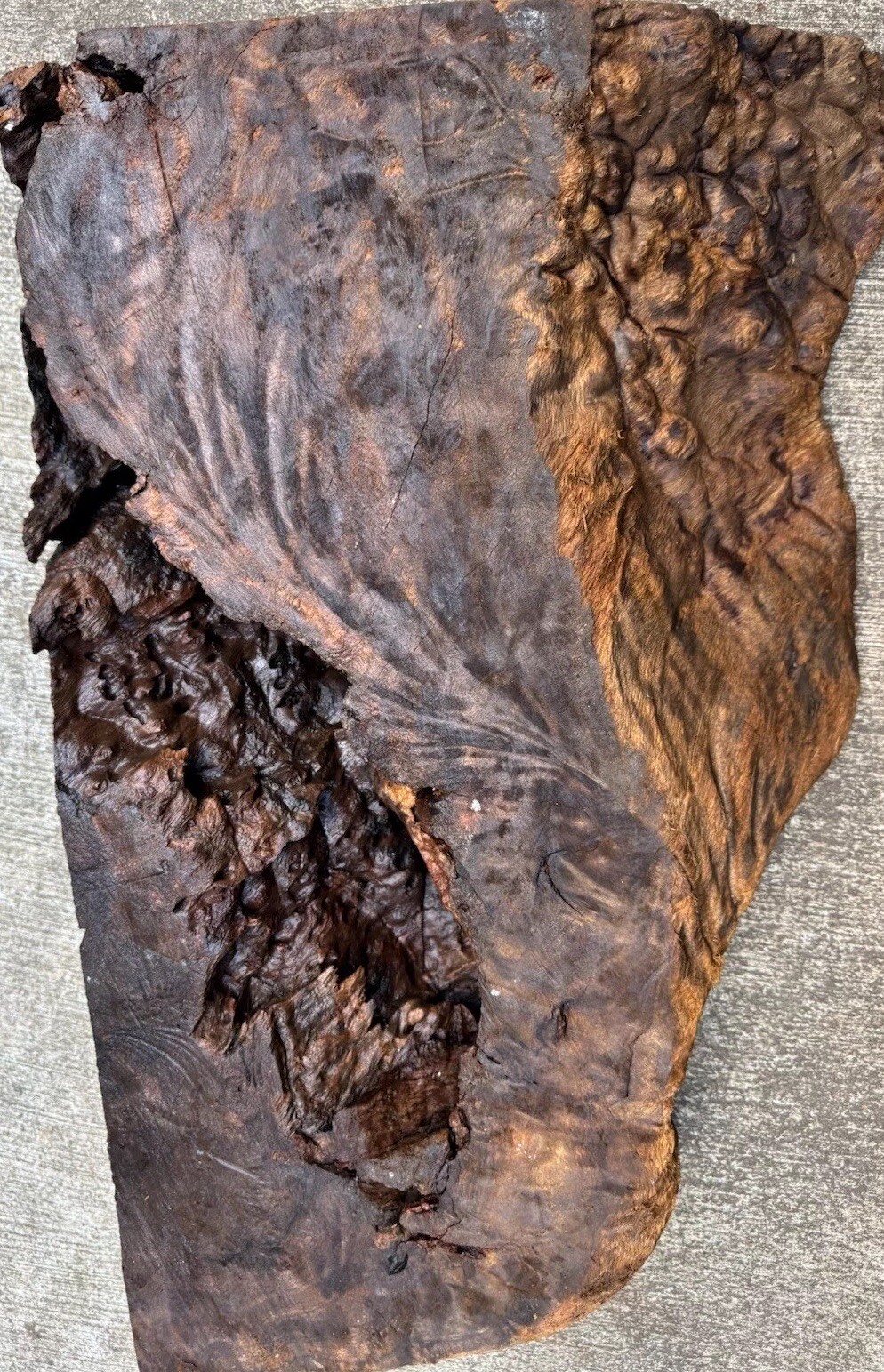12106 Camphor burl wood turning blank ,hybrid Scale,Dried, 30”x 15”x 6”