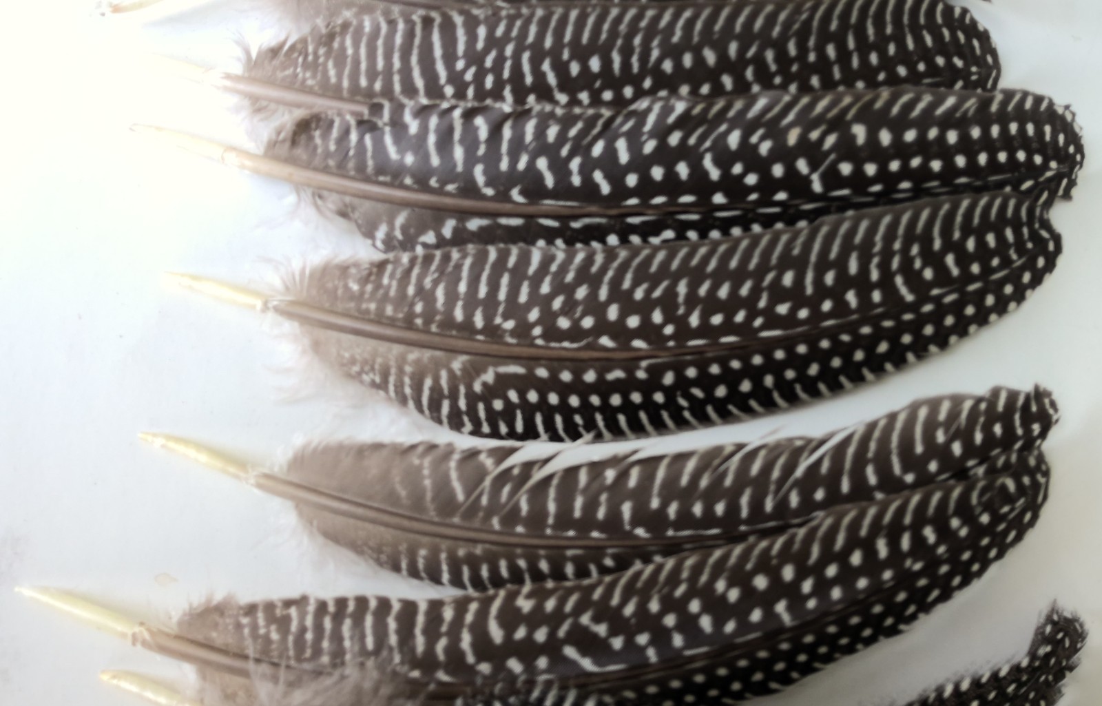 Lot of 19 Pearl Guinea Fowl Wing Tail Quill Feathers 7″ – 9″ Cruelty-Free USA #2