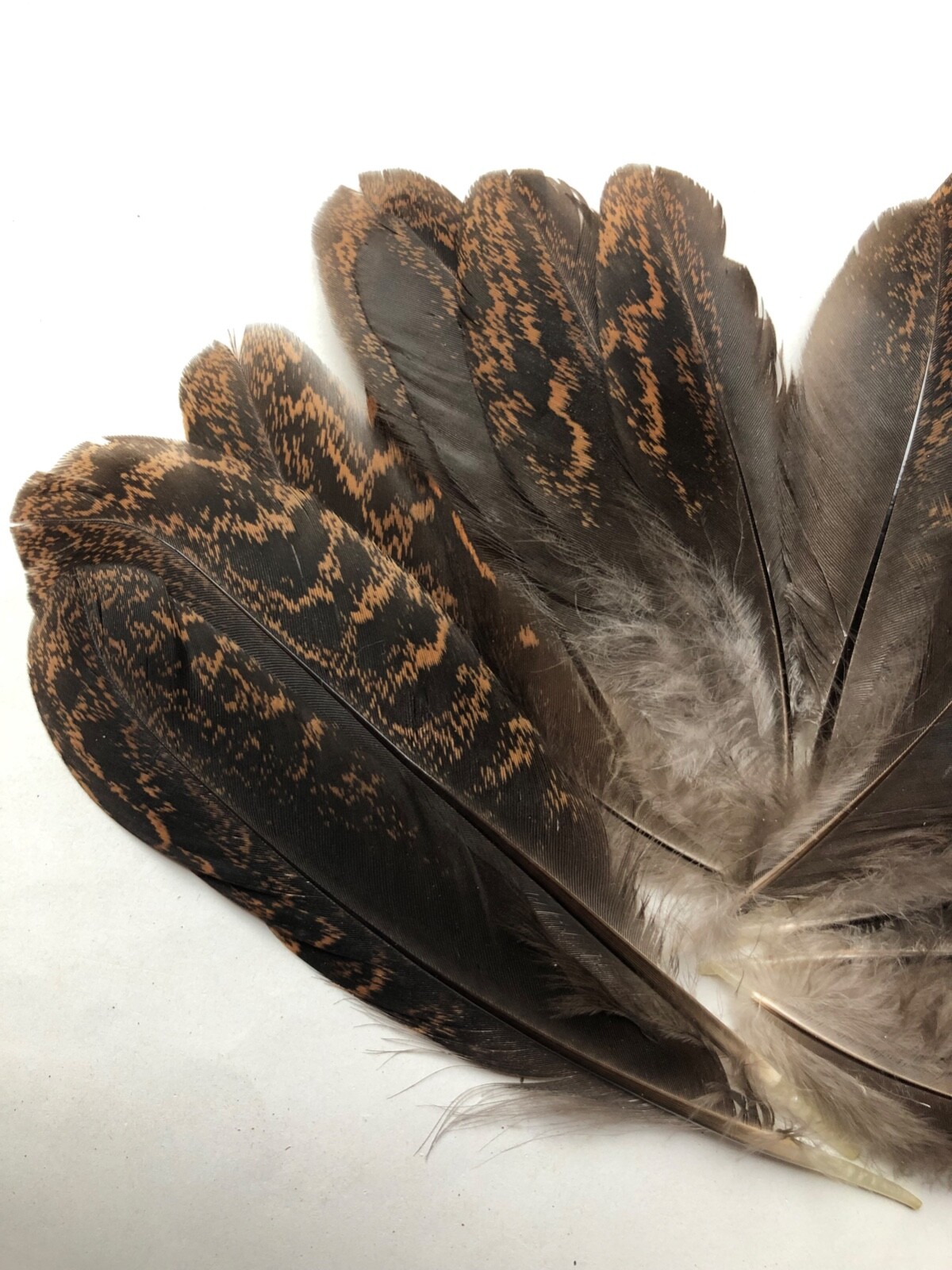 Lot 20 Fancy Black & Brown USA Chicken Wing Feathers Real Natural Cruelty Free