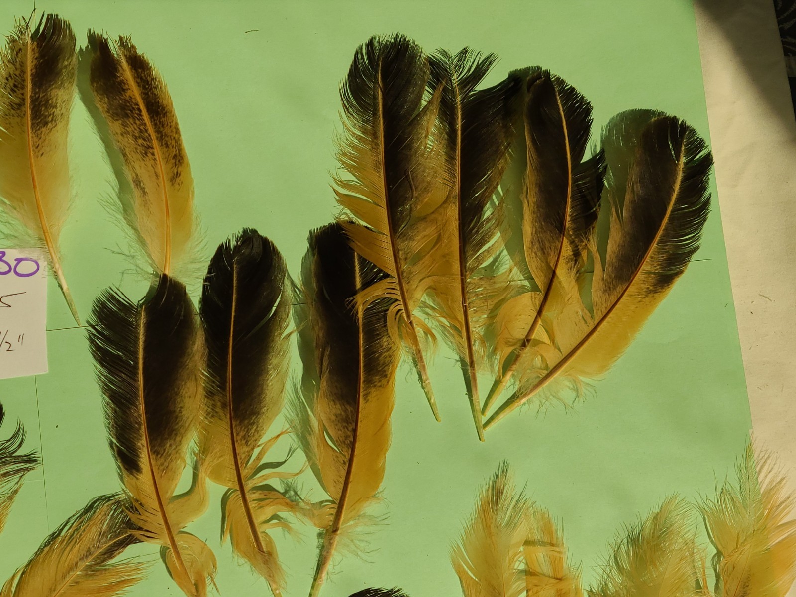 25 multicolor Chicken Feathers 4 – 6 1/2″ cruelty-free jewelry crafts B30